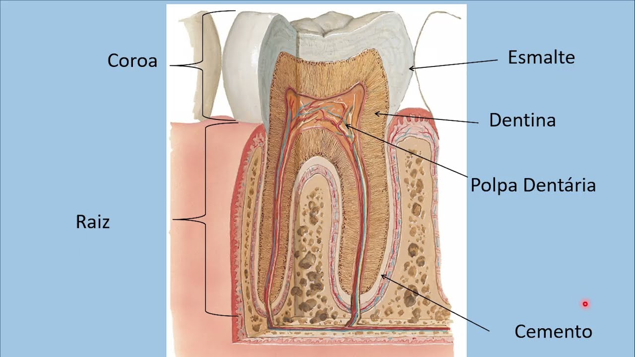 Aula 02 - Interações Químicas entre o Dente e os Fluídos Bucais