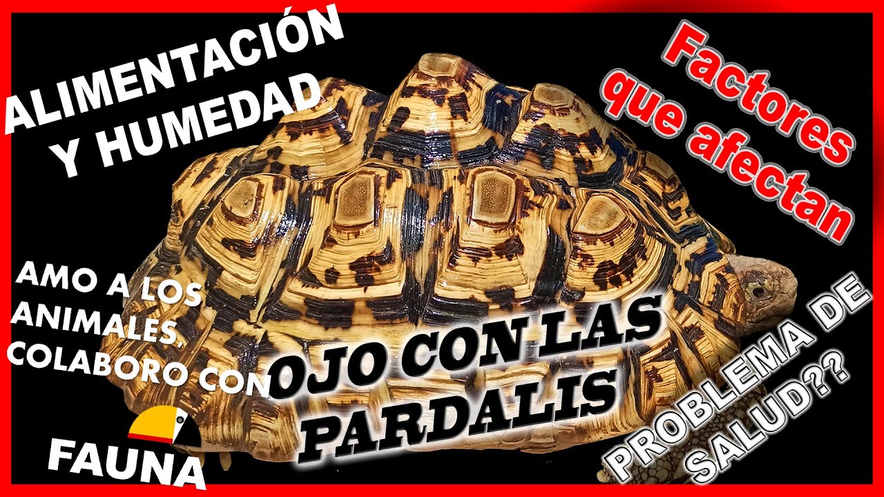 ⚠️PIRAMIDISMO⚠️ 🐢 7 factores | PREVENCIÓN