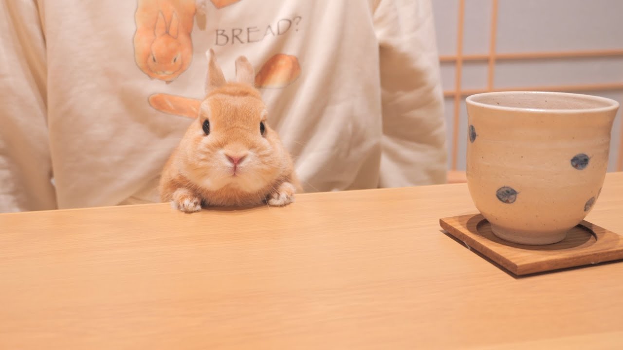 初めて和室に入ったウサギが気に入ってこうなりました【No.975】