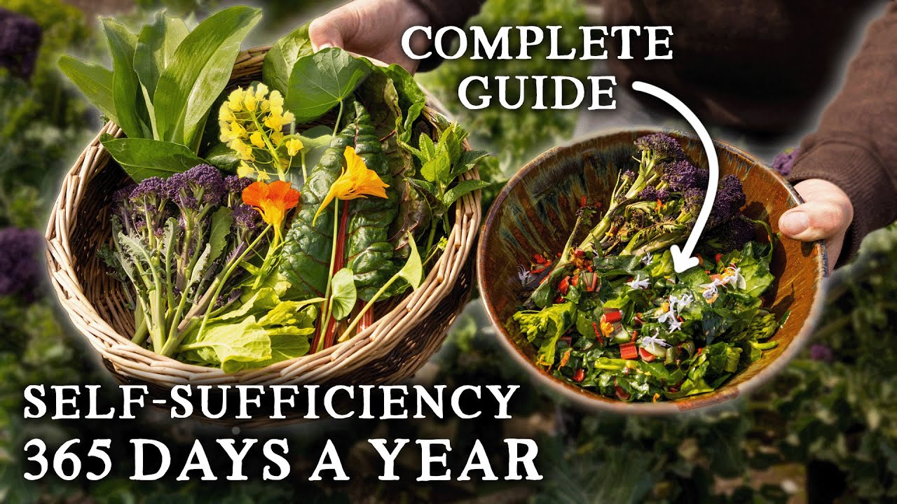 NEVER Buy Salad Again - How to Be Self-Sufficient in Salad & Save Money