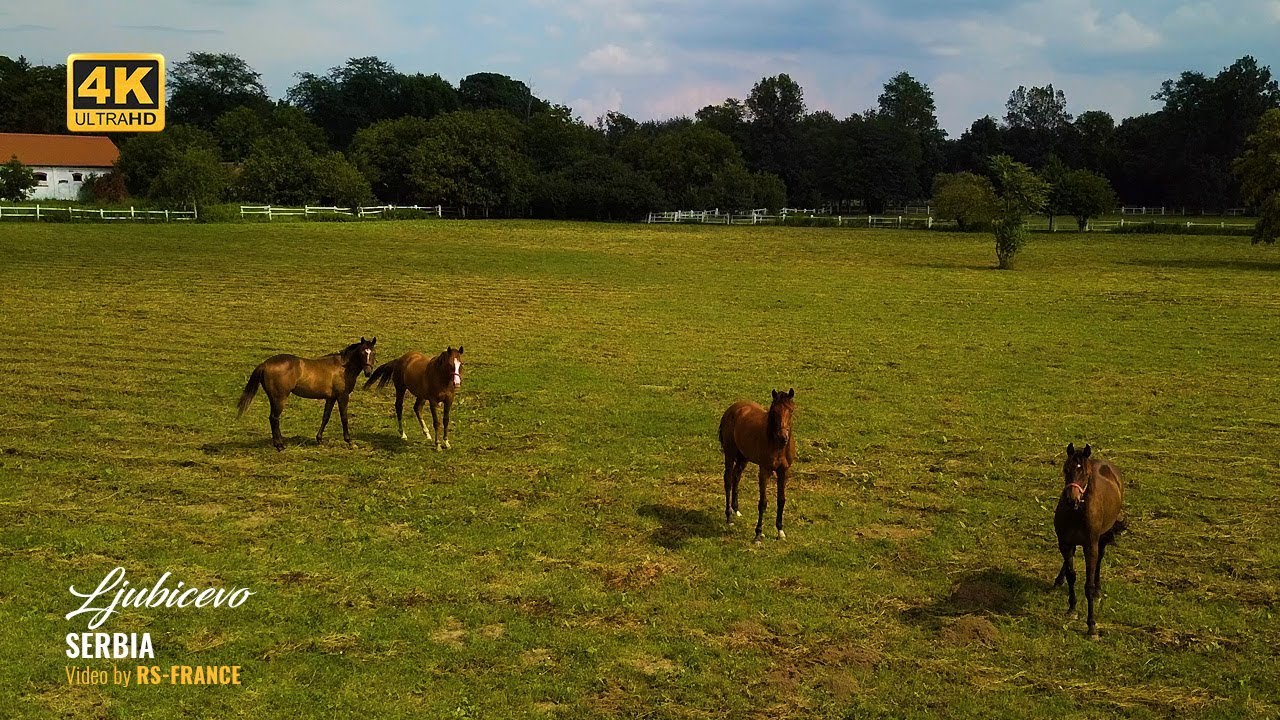 4K - Ljubicevo - Horse Stables & Village