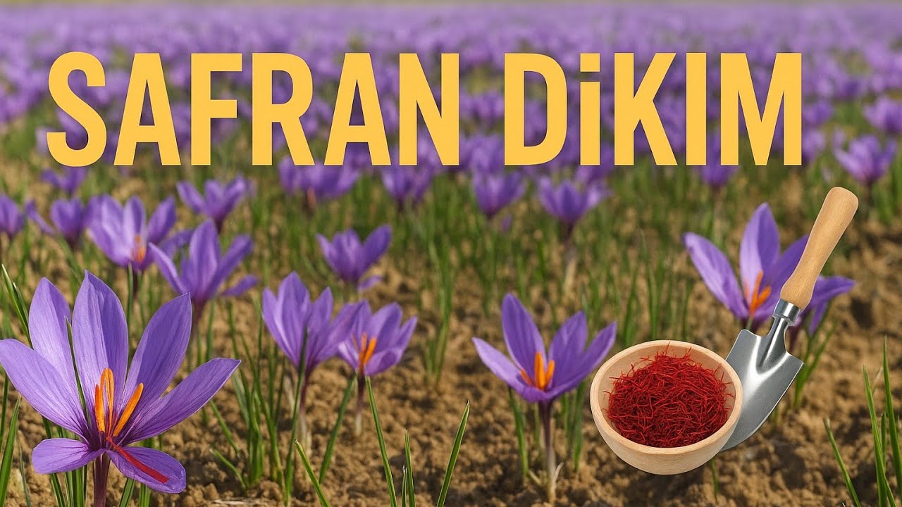 Safranla Geleceğe Yatırım: Dikim ve Üretime Dair Her Şey