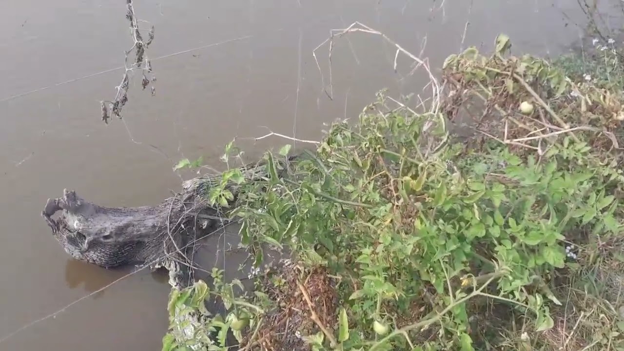 আজ ঘেরের পাড়ের উপর থাকা টমেটো গাছ গুলো কেটে ফেললাম @ACREGRO 