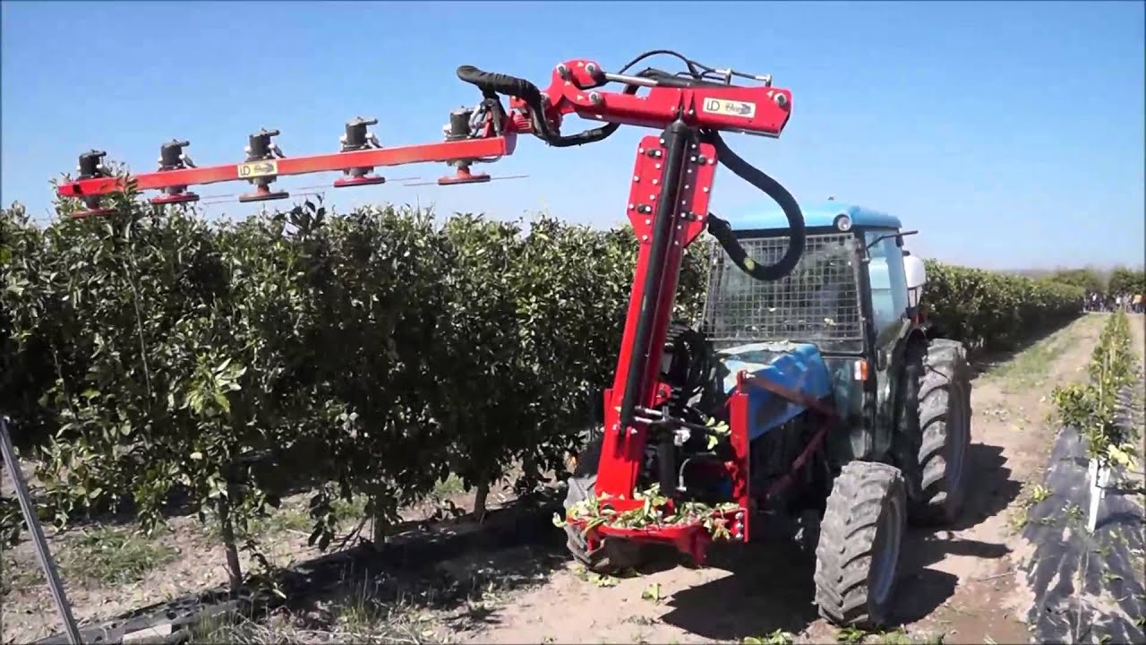 Super high density citrus mechanical pruning