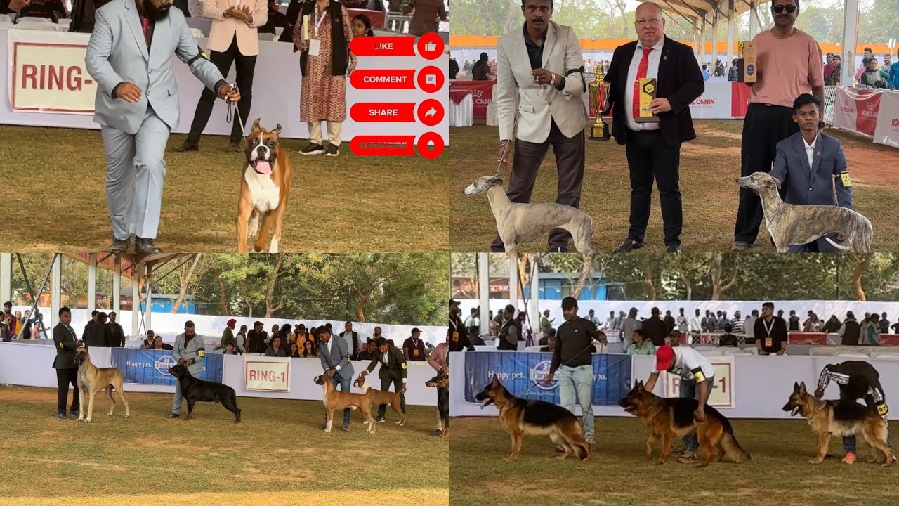 Odisha dogshow 2nd day George last performance 