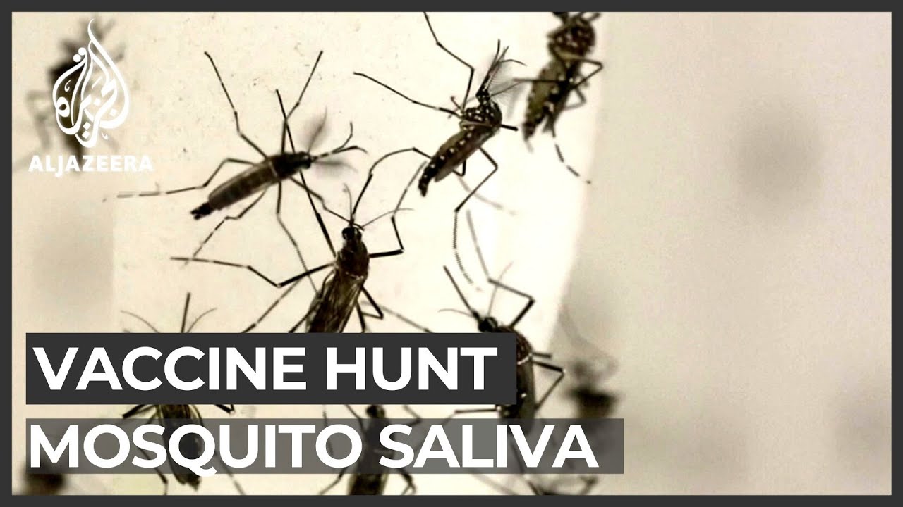 Vaccine hunt: How mosquito saliva may stop viruses