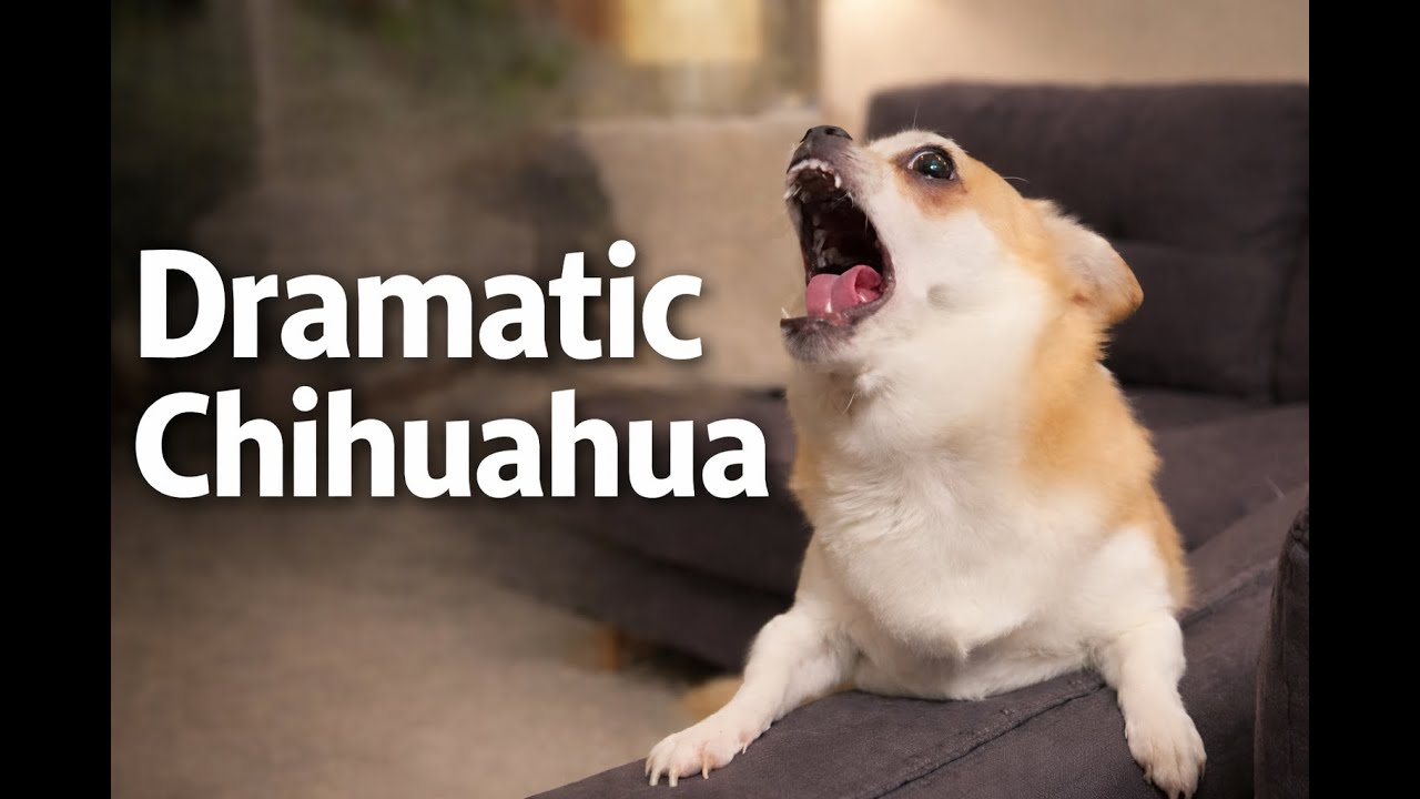 The most dramatic chihuahua in the world🤣P.2