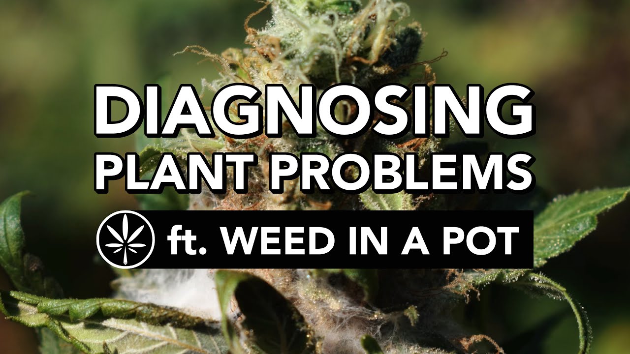 Diagnosing Plant Problems