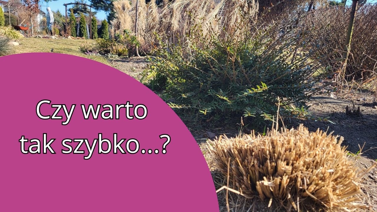 Стоит ли спешить с обрезкой осоки, мискантуса, розпленики и виноградного гиацинта?