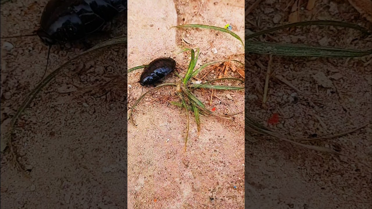 Black cockroach -11th Woood_cockroach Oriental cockroach #shorts