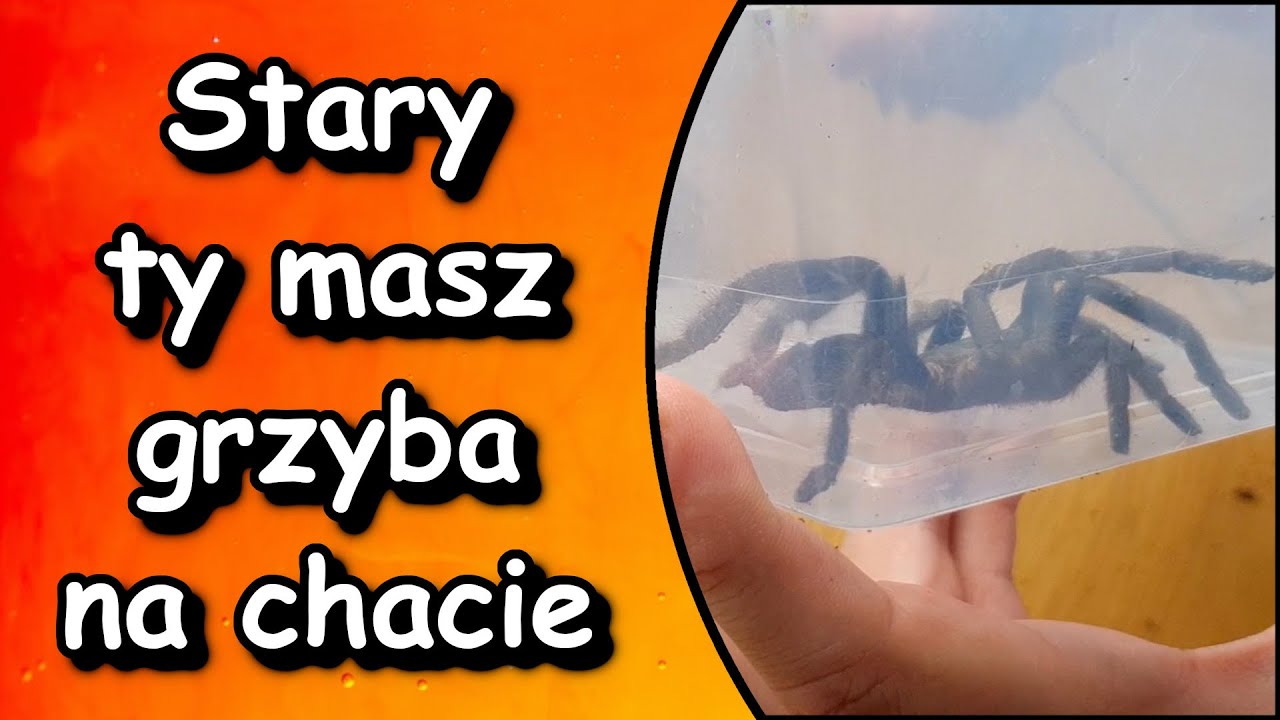 Hysterocrates gigas ptasznik który wyhodował sobie grzyba💩💩💩. Czas na sprzątanie ❗❗❗❗