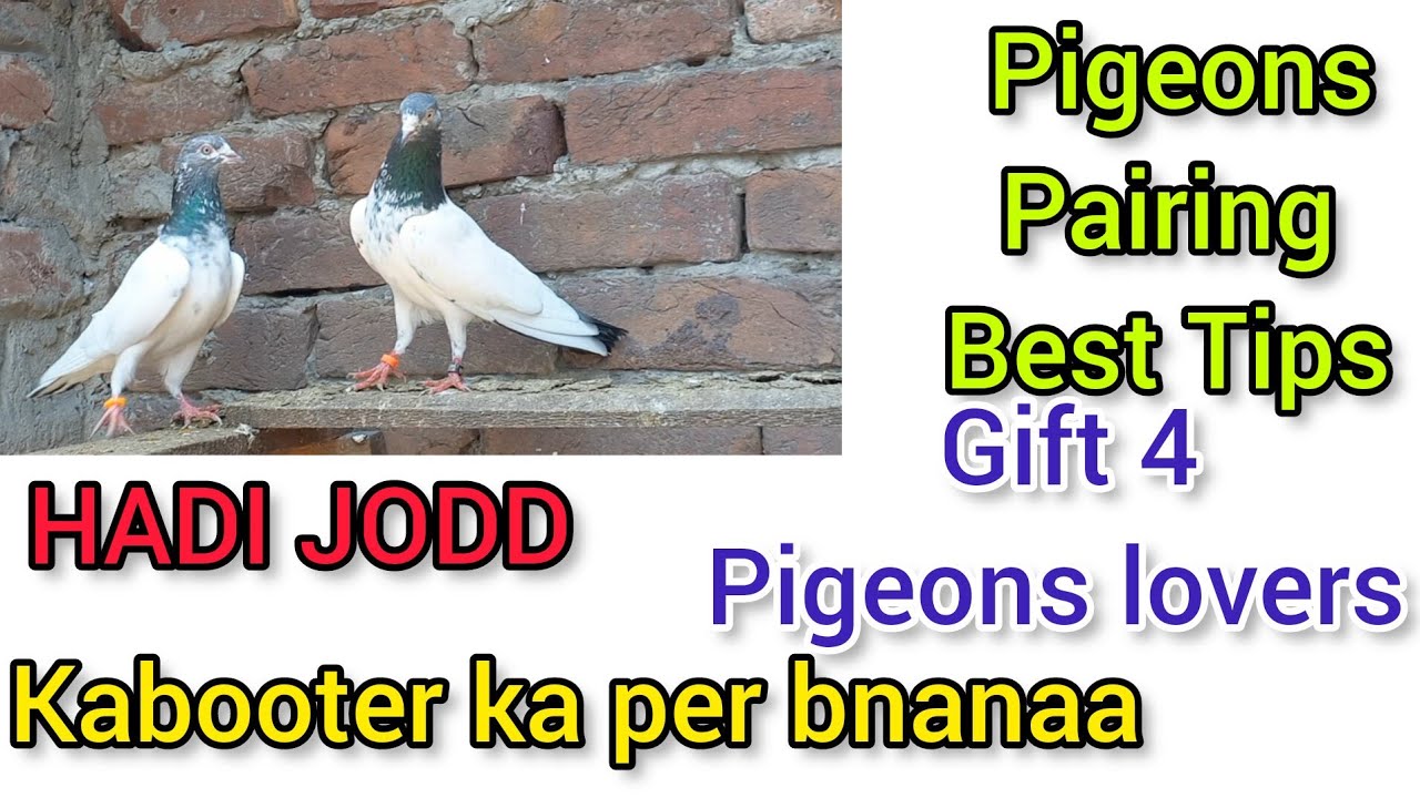 kabooter k Hadi &Per bnanay ka Tareeka 1st June 2023