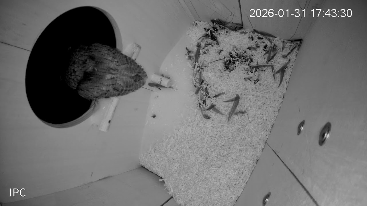Syracuse area owl leaves the box after a full day of rest.
