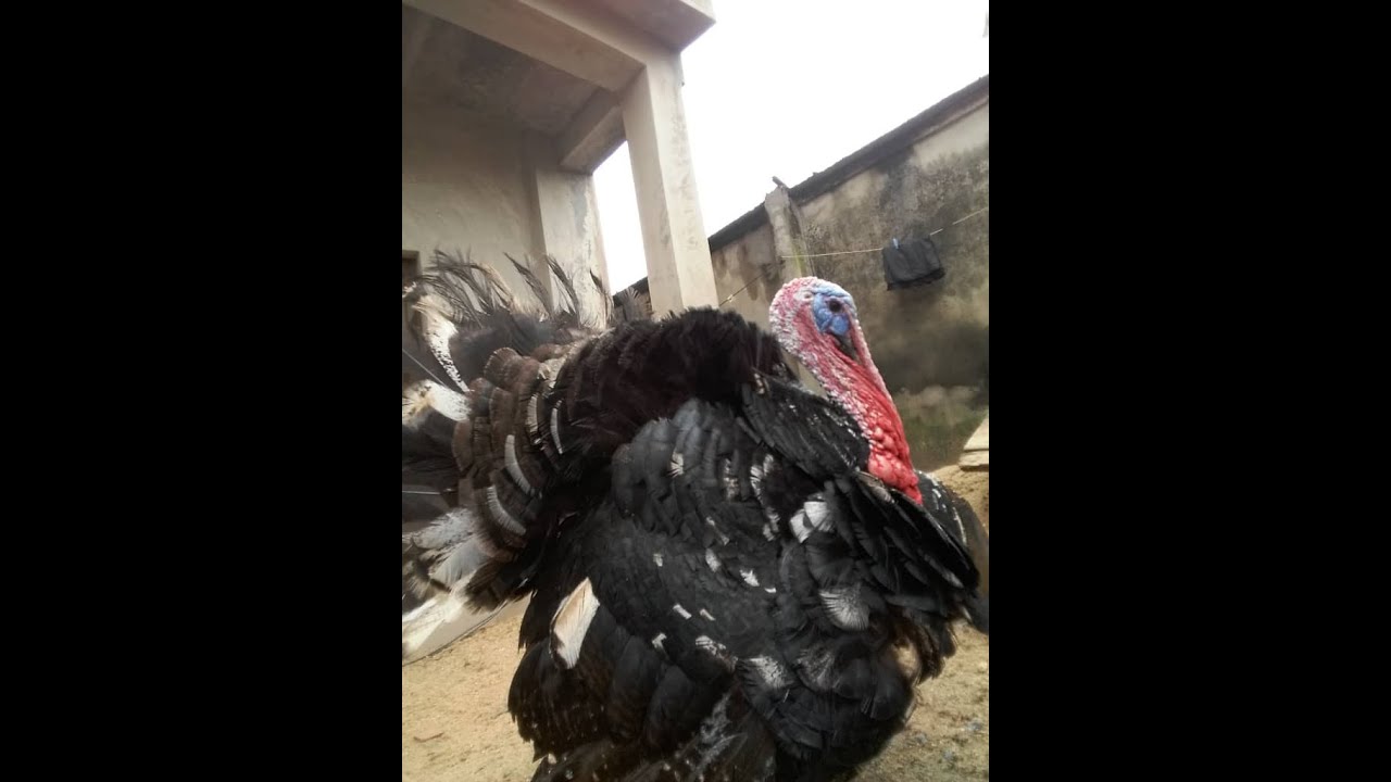 Turkeys Mating - Turkey Breeding season