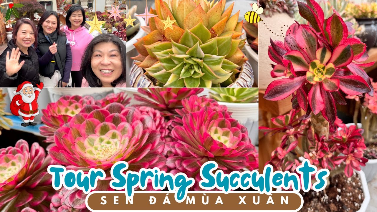 Vườn Sen Đá Aeonium 2025 : Весенние цветы аэониума в саду с суккулентами #суккулент