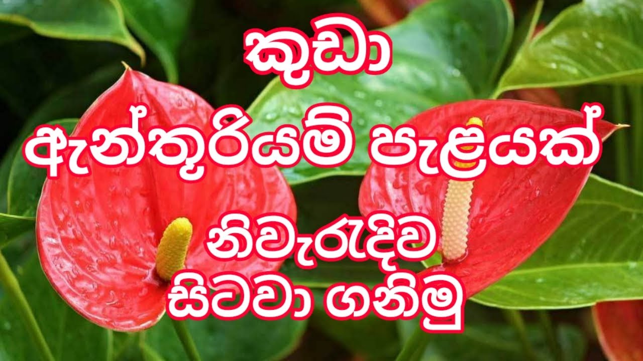 කුඩා ඇන්තූරියම් පැළයක් නිවැරදිව සිටවා ගනිමු | How to plant a small Anthurium Plant |