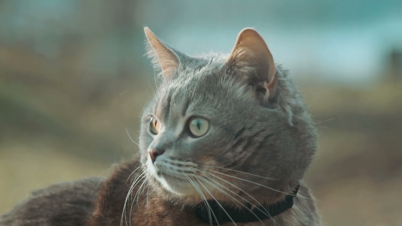 Милый кот наблюдает за природой/ cinematic video nikon Helios 44m 58mm f2 Jupiter 37a 135mm f3.5