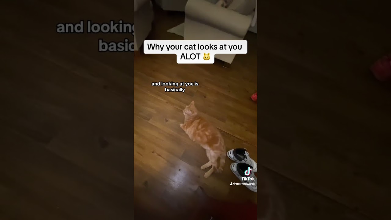Why your cat stares looks and makes eye contact with you 🐱👀