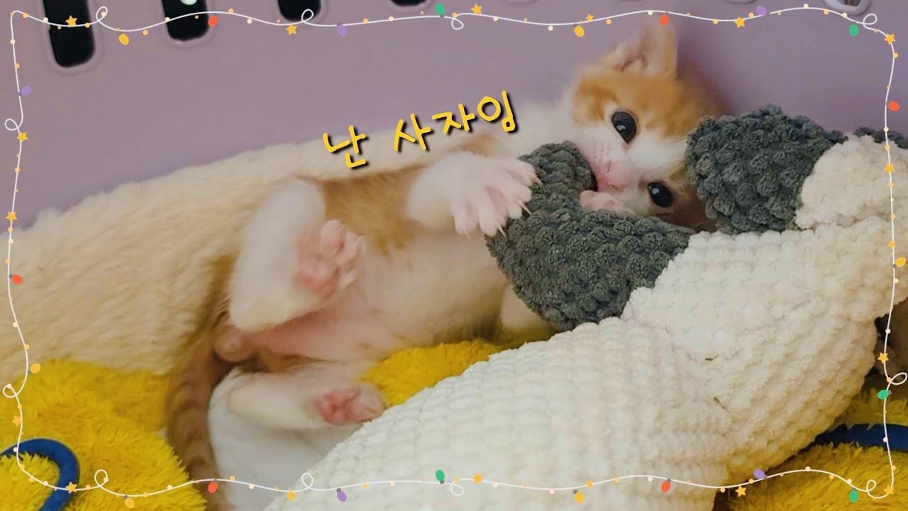 대형견이 돌보는 분유 먹는 고양이 성장 일기/A puppy who takes care of a baby cat who drinks powdered milk