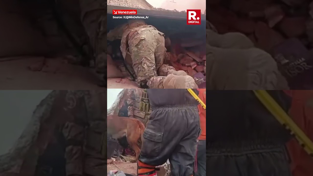 Argentine Dog Bart Saves Two Children Trapped In Venezuela Earthquake Rubble