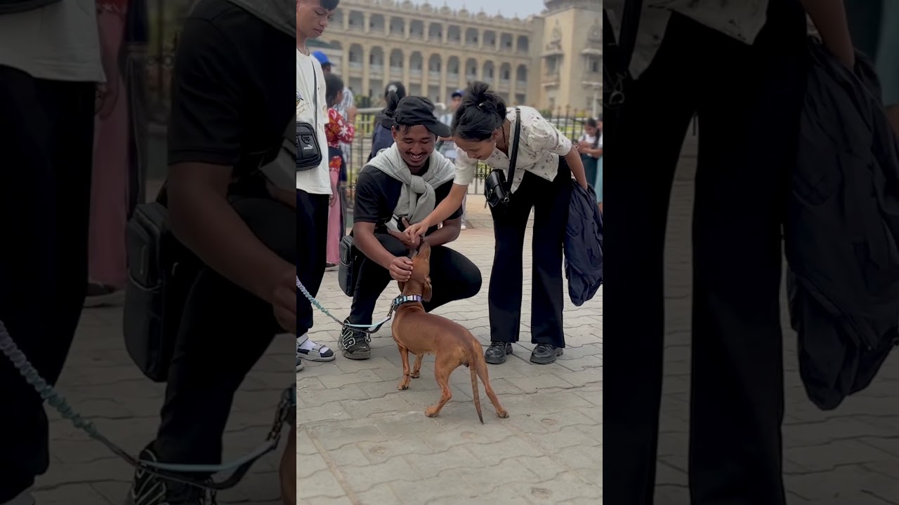 Chintu നു Fans 😍 #shortz #chintu #funny #petvlog #sausagedogs #dogs