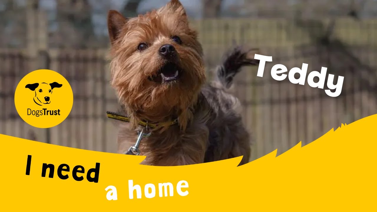 Teddy the terrific Yorkshire Terrier | Dogs Trust Kenilworth