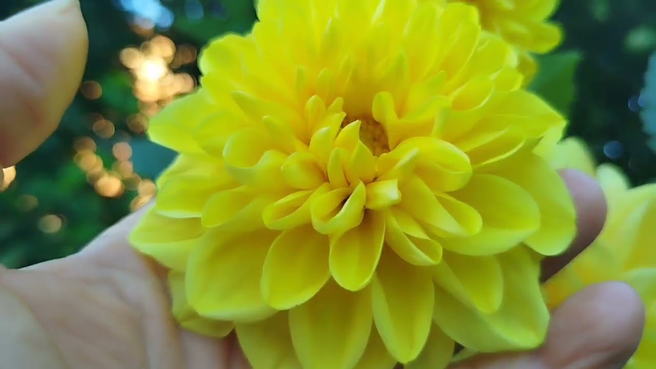 Veja como está o meu jardim com lindas flores, + Almoço com a família.