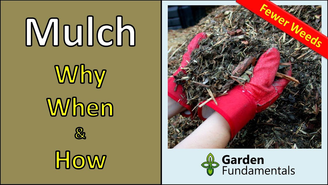 Mulch - Something Every Gardener Should Use 😎😈😍  The How and Why of Mulch