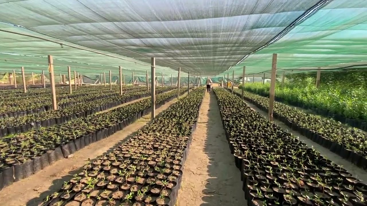 البرنامج الإرشادي لحماية عقل الزيتون المفردة حديثا / المعالجة الحشرية