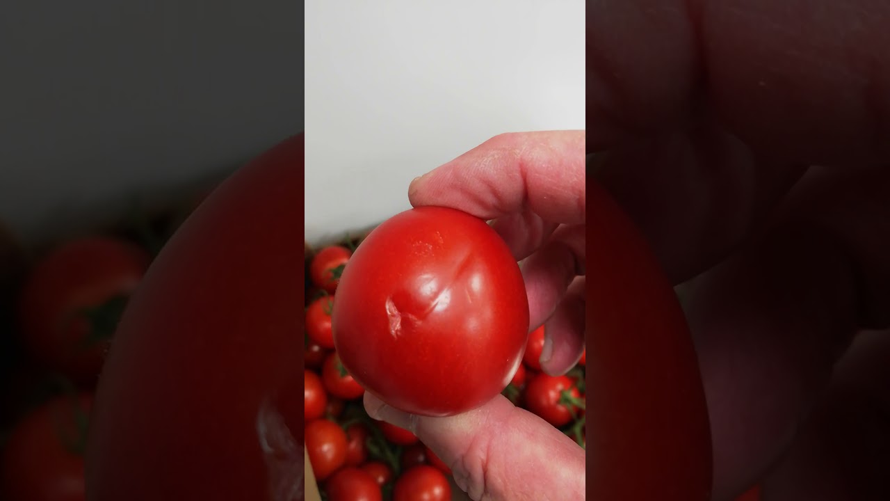 tomato quality