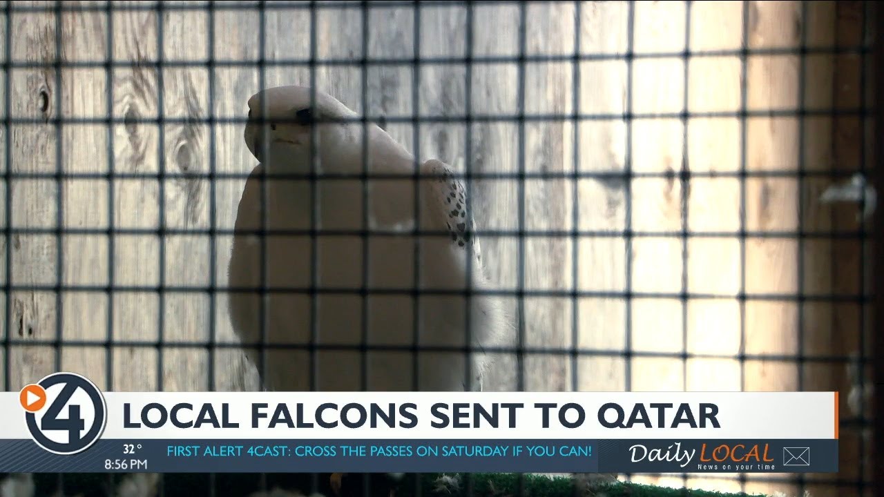 Falconry in Qatar finds connection to local breeder