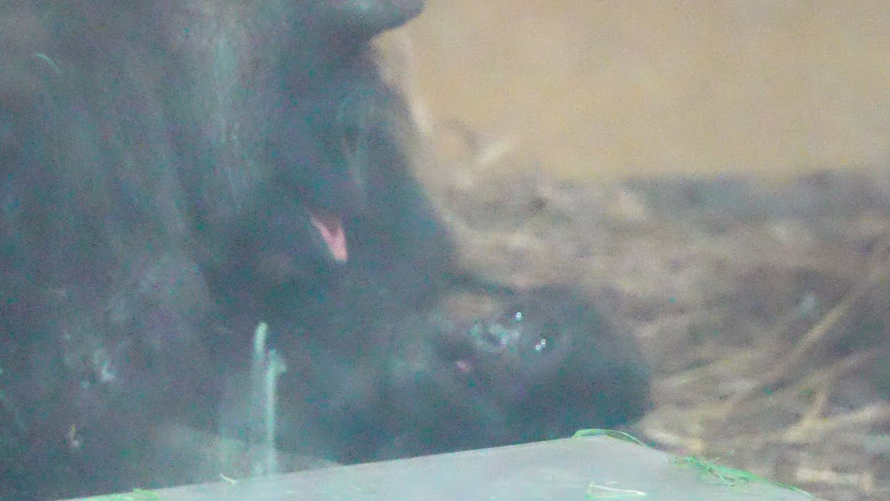 Скрыто от глаз: Трогательный момент секретной встречи семьи gorilla / Gorillas genki / ape #gorilla