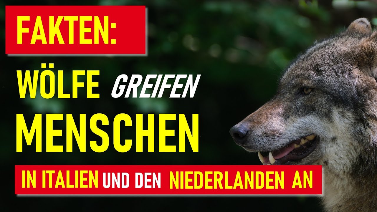 FAKTEN: Wölfe greifen Menschen in Italien und den Niederlanden an.