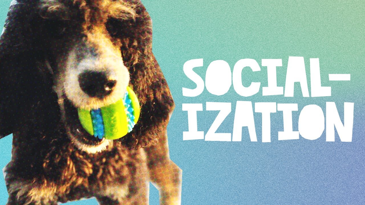 Otter Explores The World | Socialization Training for Dogs and More! | What About Bunny