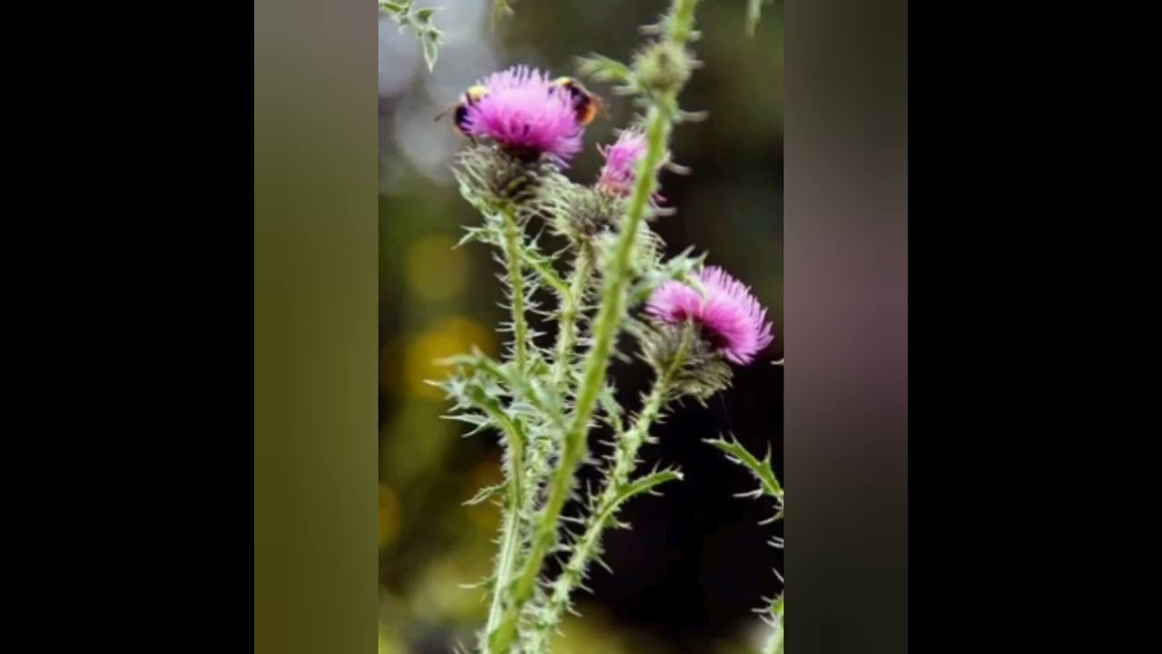 Como reconocer los cardos y sus propiedades medicinales. Cardo mariano, comestible y santo.
