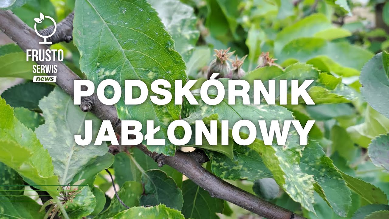 Podskórnik jabłoniowy - szkodnik, który powraca
