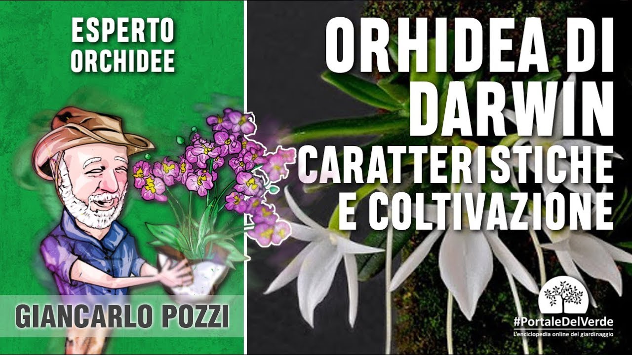Orchidee: Angraecum Sesquipedale conosciuta come orchidea di Darwin