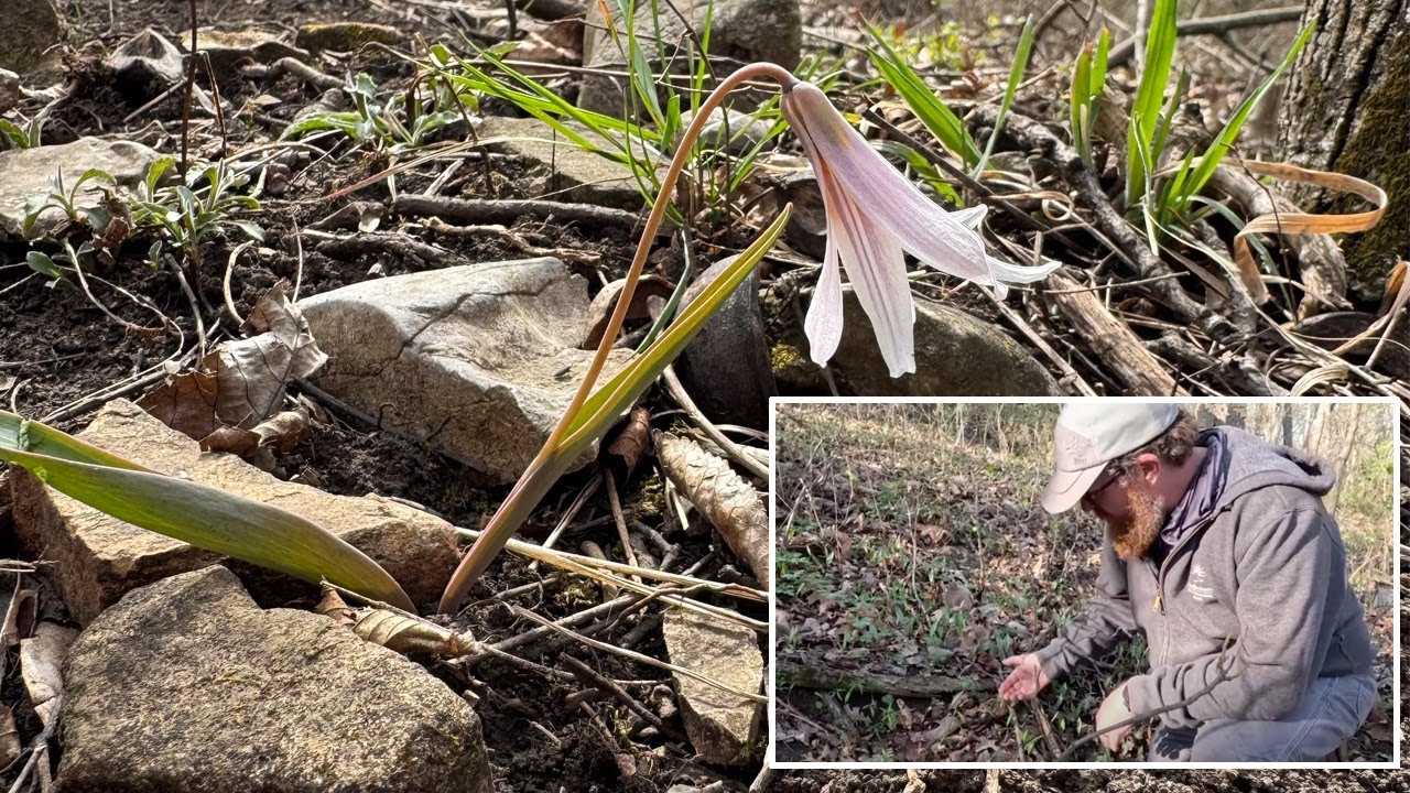 Spring Ephemerals at Lexington Lake Park