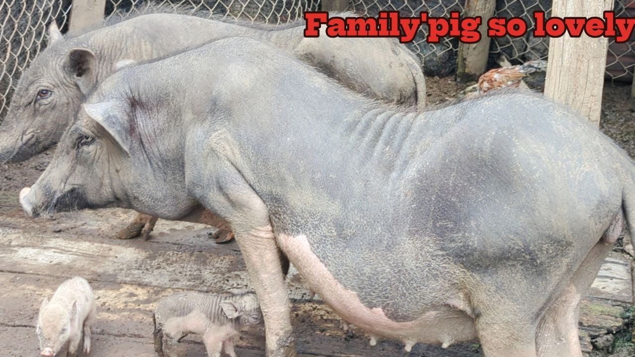 Father Mother with Children, Family's pig so sweet live in Natural