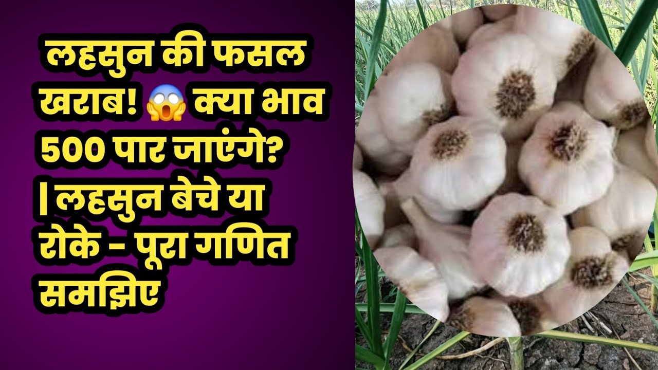 लहसुन की फसल खराब! 😱 क्या भाव 500 पार जाएंगे? | लहसुन बेचे या रोके - पूरा गणित समझिए