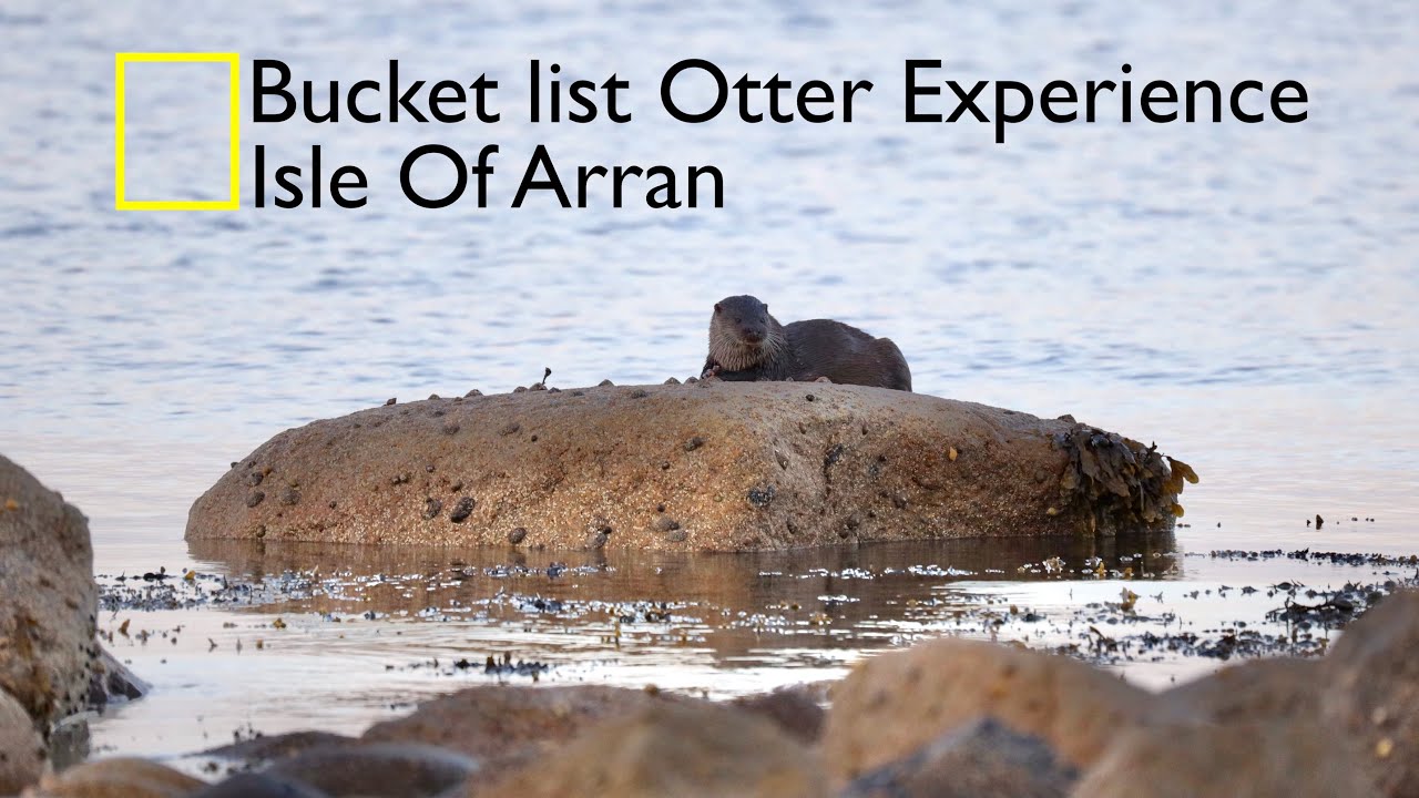 Wildlife/Nature Photography - Bucket List Otter Experience On Arran