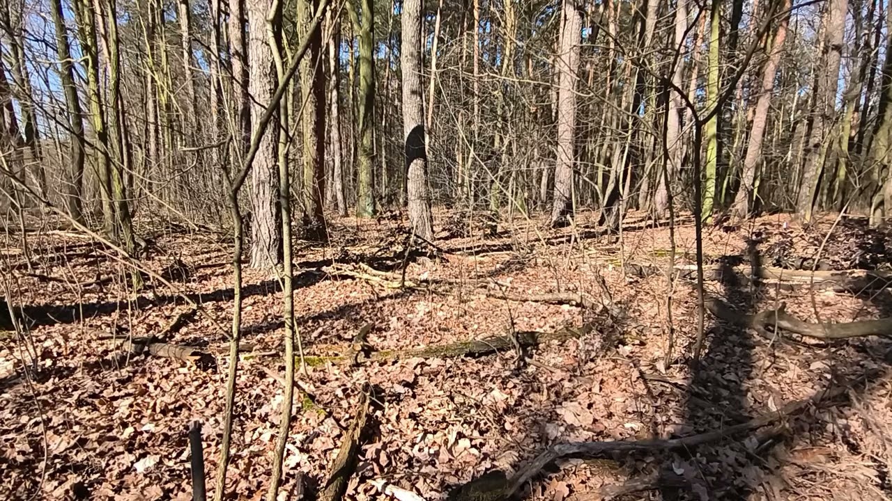 1 Hour of quiet in a Slavic Forest 🌲 Polish Forest Ambience / ASMR