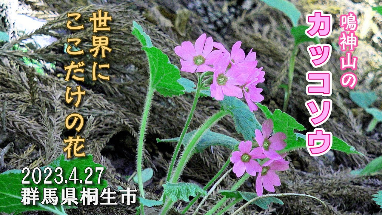 世界にここだけの花 ～鳴神山のカッコソウ～ 2023年4月27日撮影 Flowers Only Here in The World : 小平の里・岩穴管理地 (群馬県みどり市) : 4K