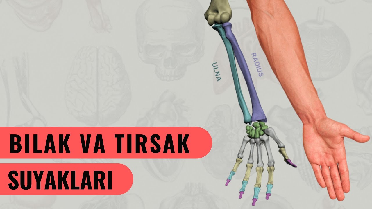 BILAK VA TIRSAK SUYAKLARI | OS RADII ET ULNA