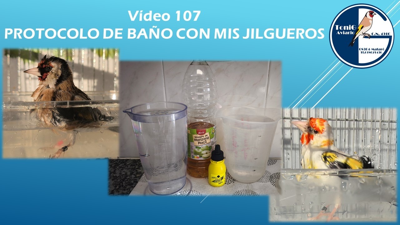 107   PROTOCOLO DE BAÑO CON MIS JILGUEROS