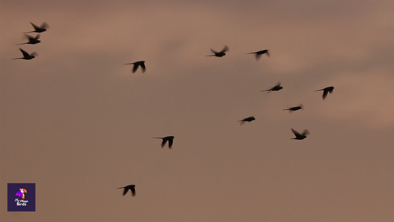 Relaxing Flight of Birds at Sunset | Calming Nature Sounds at Dusk