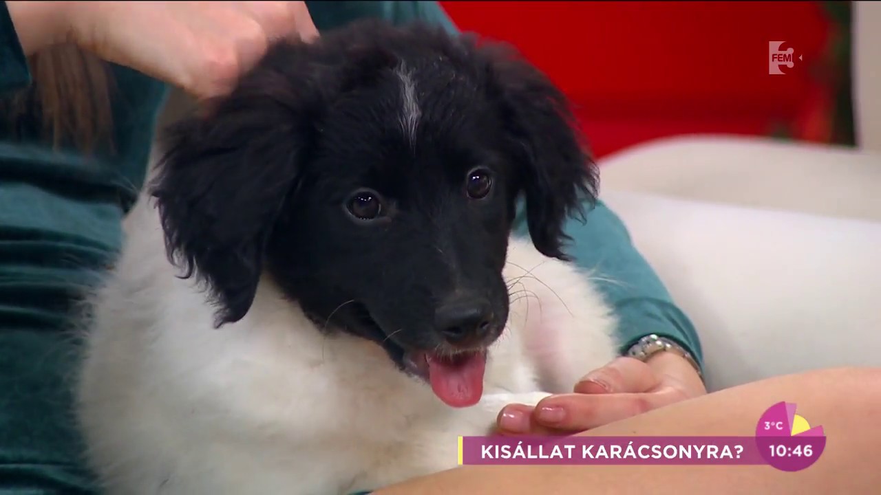 Sokkoló adat: 10-ből 9 kutya menhelyre kerül a karácsonyi ajándékozási láz után - tv2.hu/fem3cafe