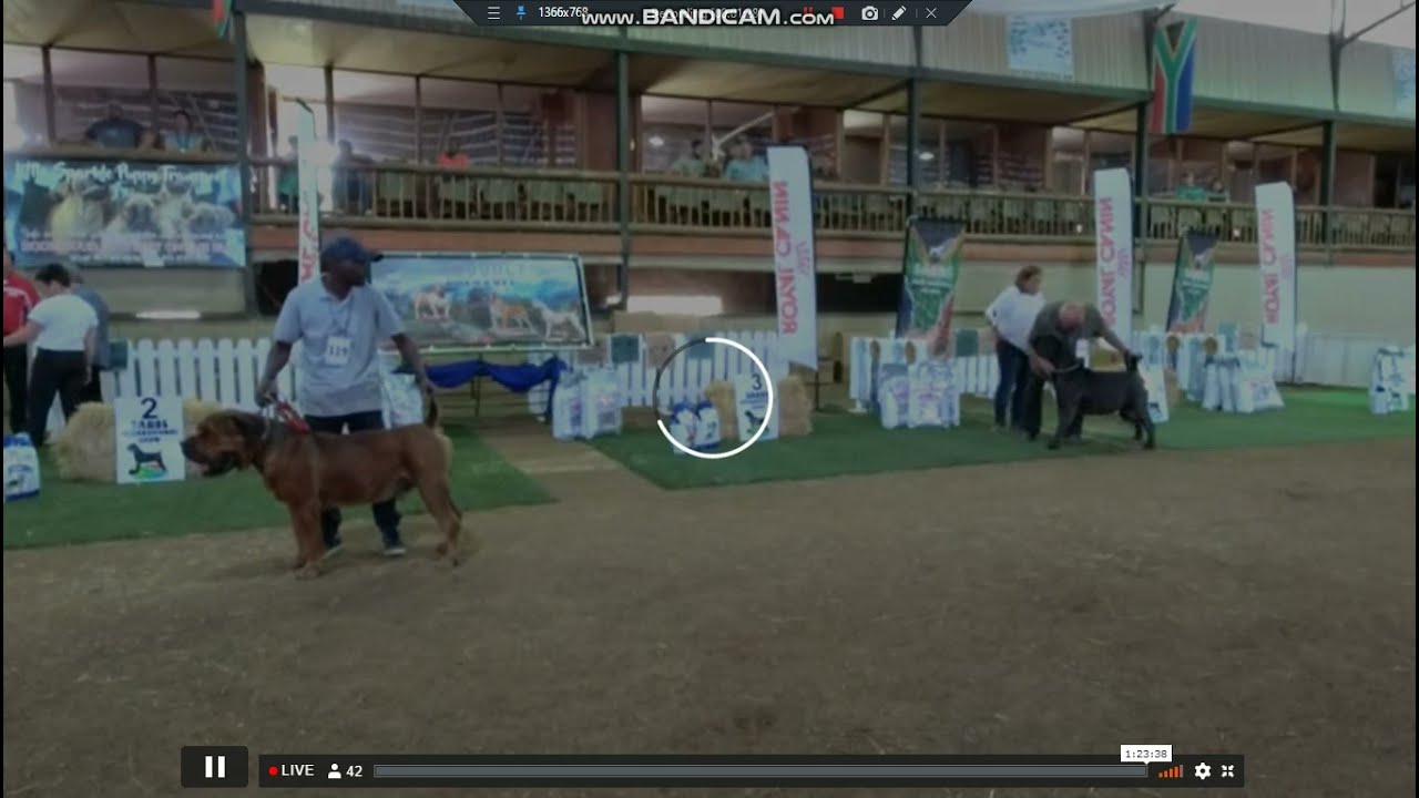 SABBS boerboel international show pt12