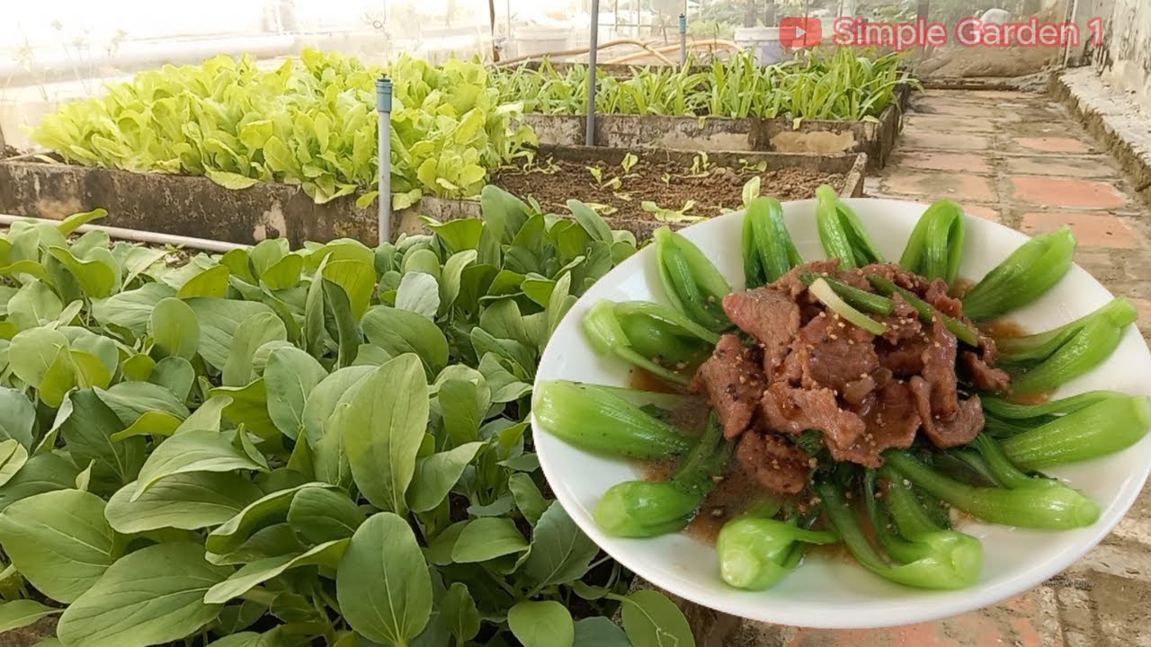 I grew my own vegetables and made stir - fried bok choy with beef - a simple restaurant recipe