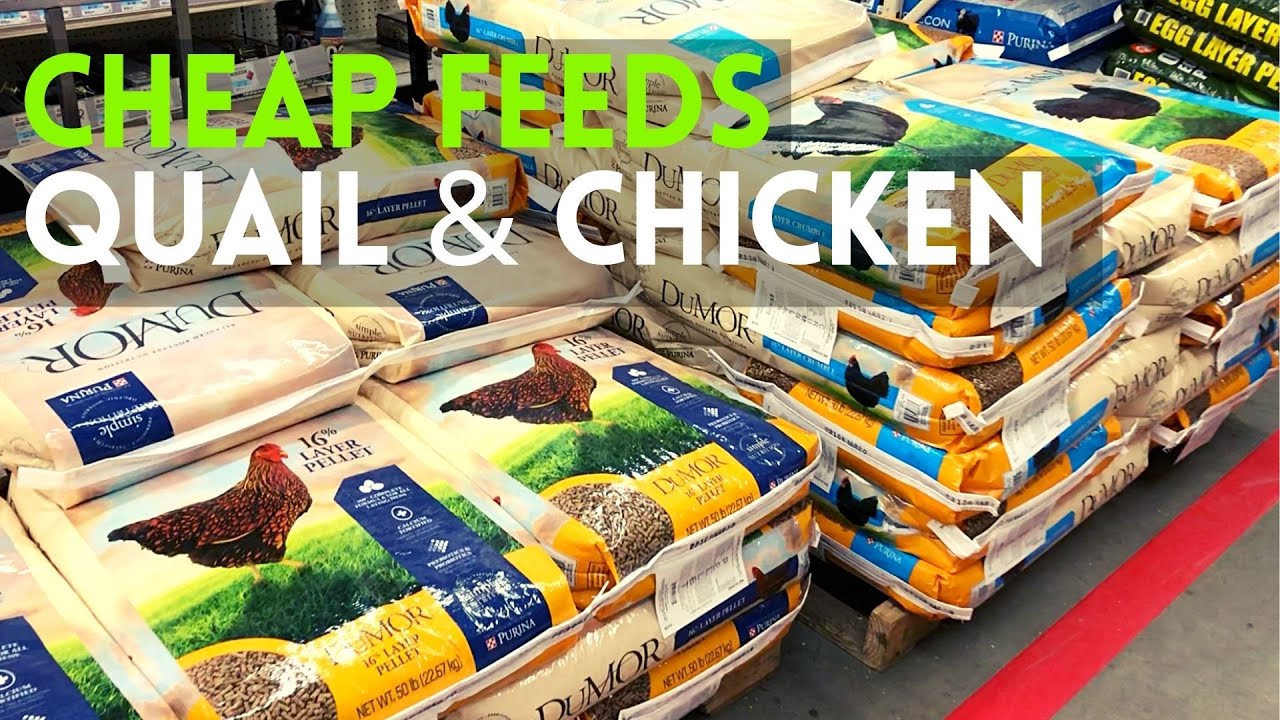 where to buy cheap feeds for quail and chicken.
